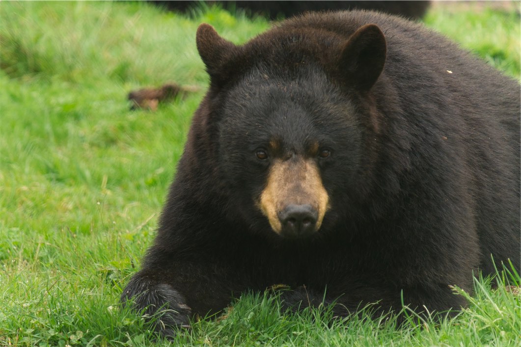 Black Bear 0506